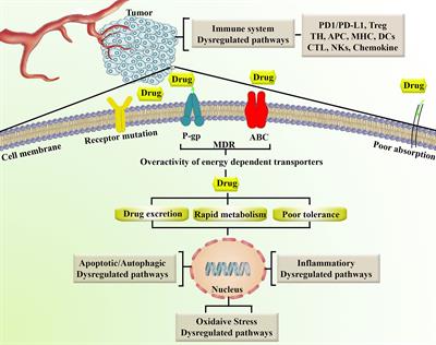 Modulation of TLR/NF-κB/NLRP Signaling by Bioactive Phytocompounds: A Promising Strategy to Augment Cancer Chemotherapy and Immunotherapy